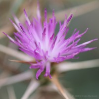 /album/macro/frida-dumont-img-7702-jpg/